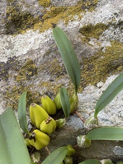 Bulbophyllum