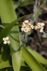 Helichrysum diffusum