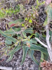 Euphorbia tuberosa