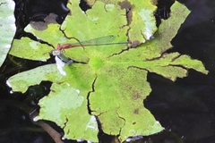 Pseudagrion pilidorsum