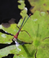 Pseudagrion pilidorsum
