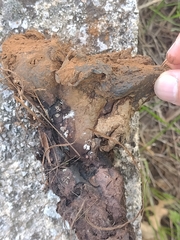 Pisolithus