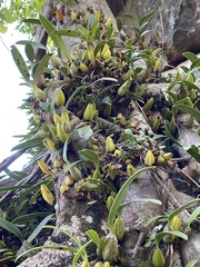 Bulbophyllum