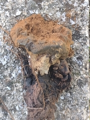 Pisolithus
