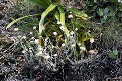 Helichrysum diffusum