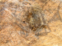 Eusparassus walckenaeri