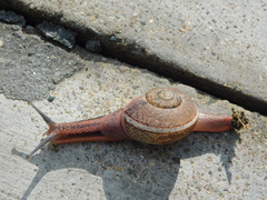 Ariophanta exilis