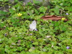 Pseudozizeeria maha okinawana