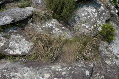 Helichrysum diffusum