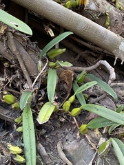 Bulbophyllum