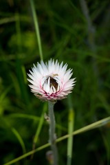Helichrysum ecklonis