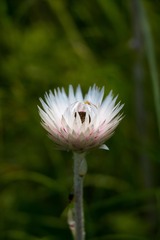 Helichrysum ecklonis