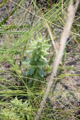 Helichrysum herbaceum
