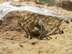 Eusparassus walckenaeri