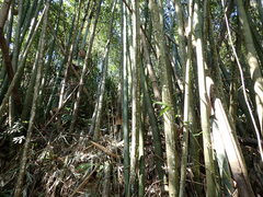 Dendrocalamus giganteus