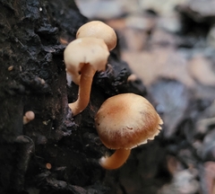 Tubaria furfuracea