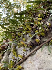 Bulbophyllum