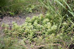 Helichrysum herbaceum