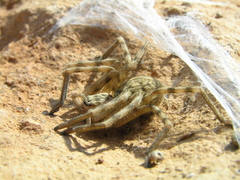 Eusparassus walckenaeri