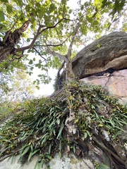 Bulbophyllum