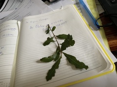 Quercus laurifolia