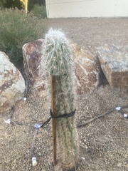 Oreocereus celsianus