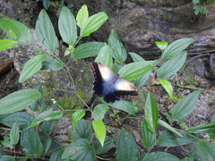 Caligo telamonius memnon