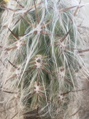 Oreocereus celsianus
