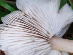 Rhodocollybia butyracea