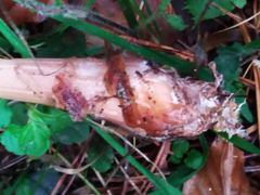 Rhodocollybia butyracea