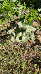 Pycnanthemum muticum