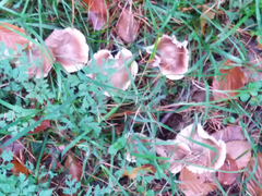 Rhodocollybia butyracea