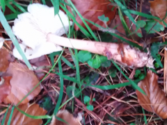 Rhodocollybia butyracea