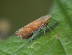 Fieberiella
