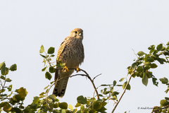 Falco tinnunculus