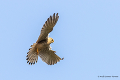 Falco tinnunculus