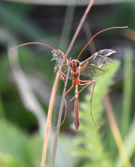 Ophion obscuratus