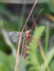 Ophion obscuratus
