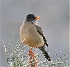 Turdus falcklandii