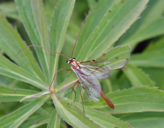 Ophion obscuratus