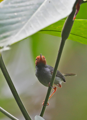 Orthotomus ruficeps