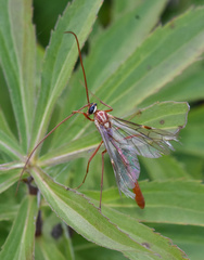 Ophion obscuratus
