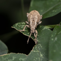 Episomus chinensis