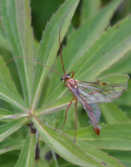 Ophion obscuratus