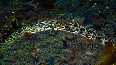 Atrina vexillum
