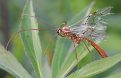 Ophion obscuratus