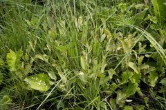 Helichrysum pannosum