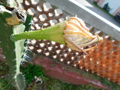 Acanthocereus tetragonus