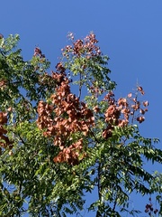 Koelreuteria