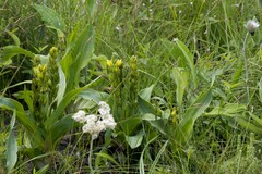 Hypoxis colchicifolia